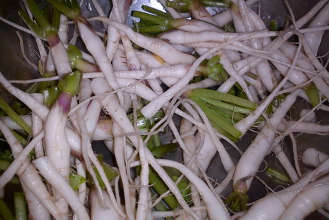 Result we got with organic compost without chemical pesticides and fertilisers