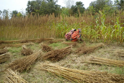 Organic Cultivation2