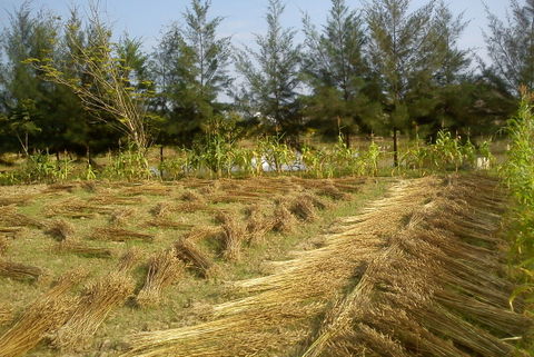 Result we got with organic compost without chemical pesticides and fertilisers