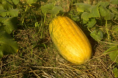 Result we got with organic compost without chemical pesticides and fertilisers