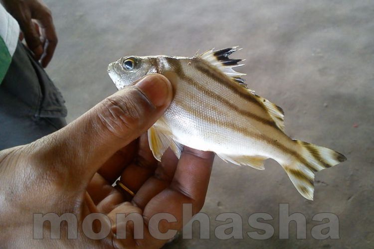 fish found at bagda river