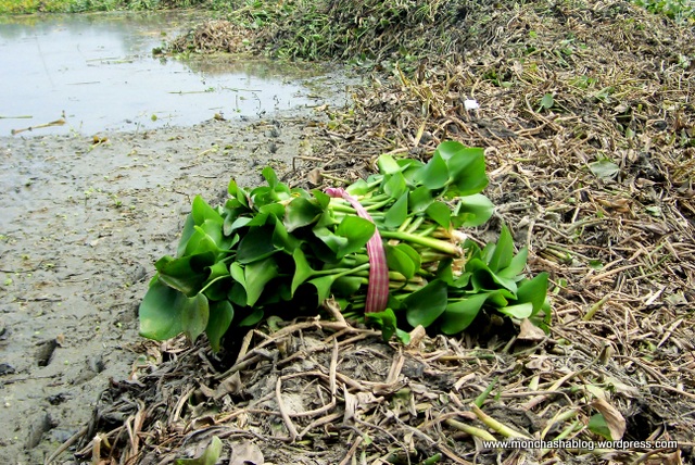 Collection of Raw Material from Pond.
